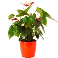 משלוחי עציצים וצמחים