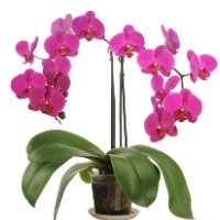 משלוחי עציצי סחלבים