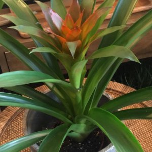 גוזמניה בכלי