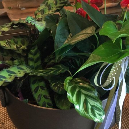 קומבינציית עציצים בכלי מיוחד